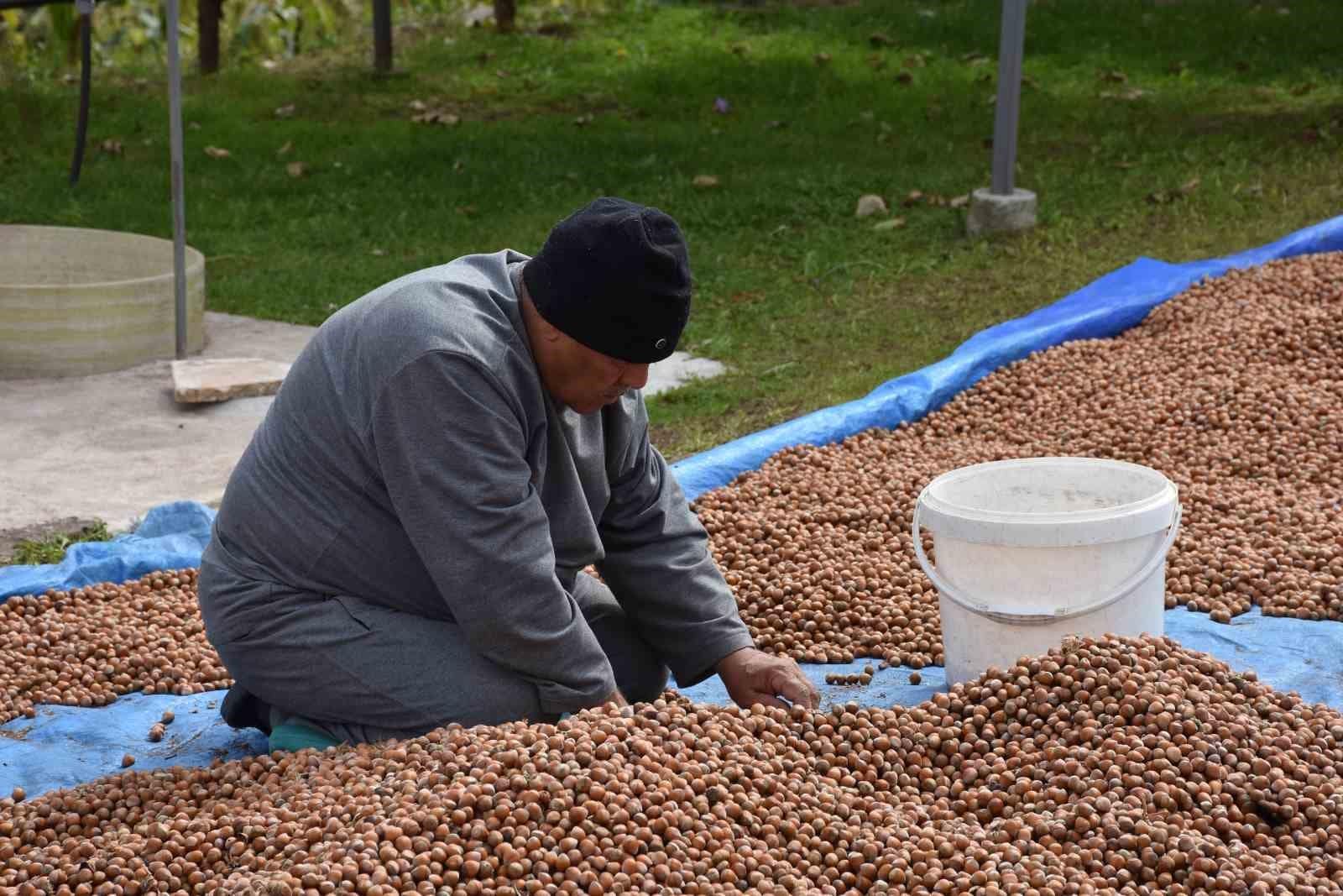 Sakarya’nın yüksek kesimlerinde fındık mesaisi devam ediyor