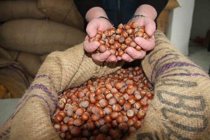 Giresun’da serbest piyasada fındık fiyatı 185 liraya geriledi