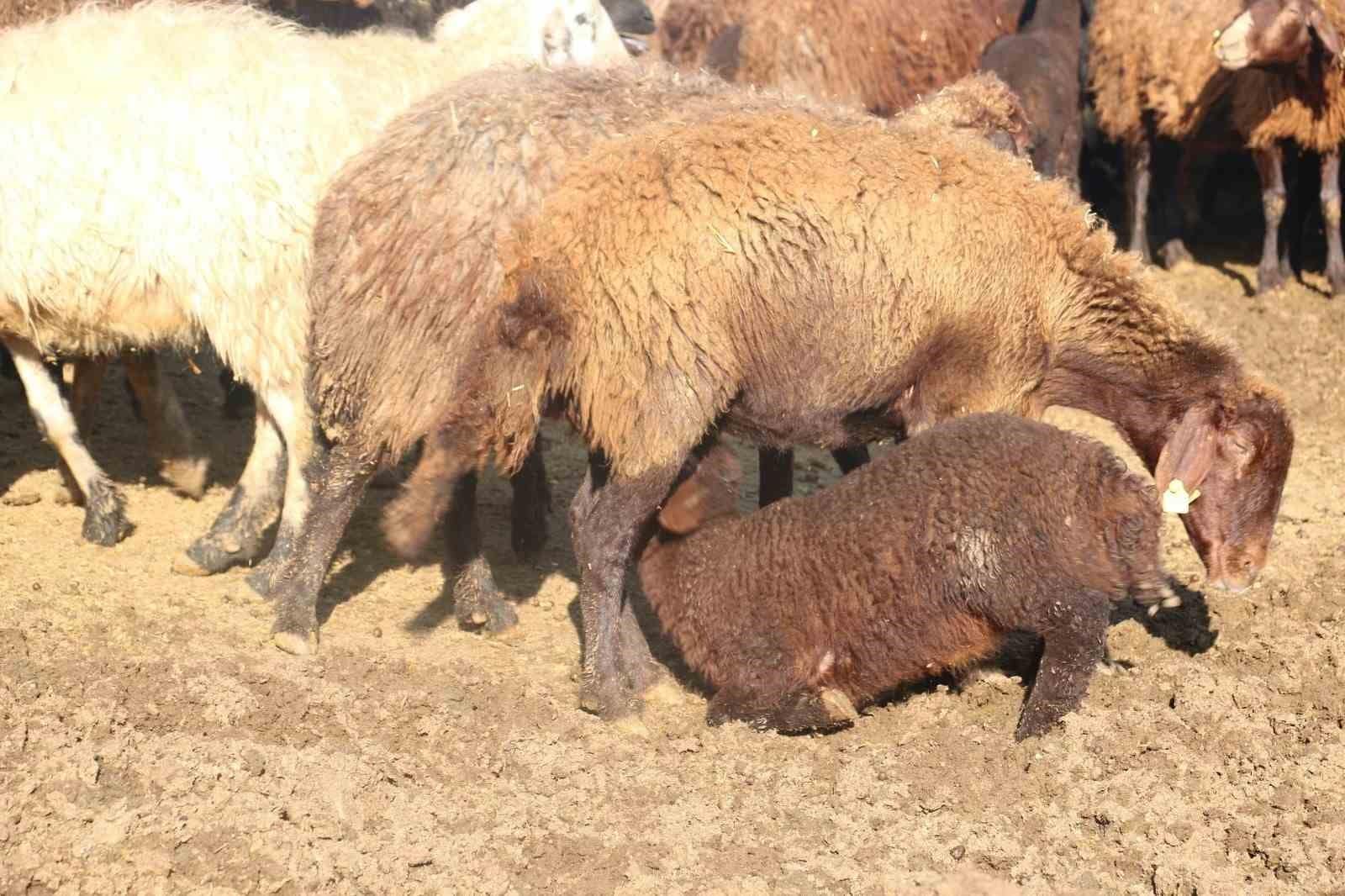 Koyun yetiştiricilerine "mavi dil" hastalığı uyarısı