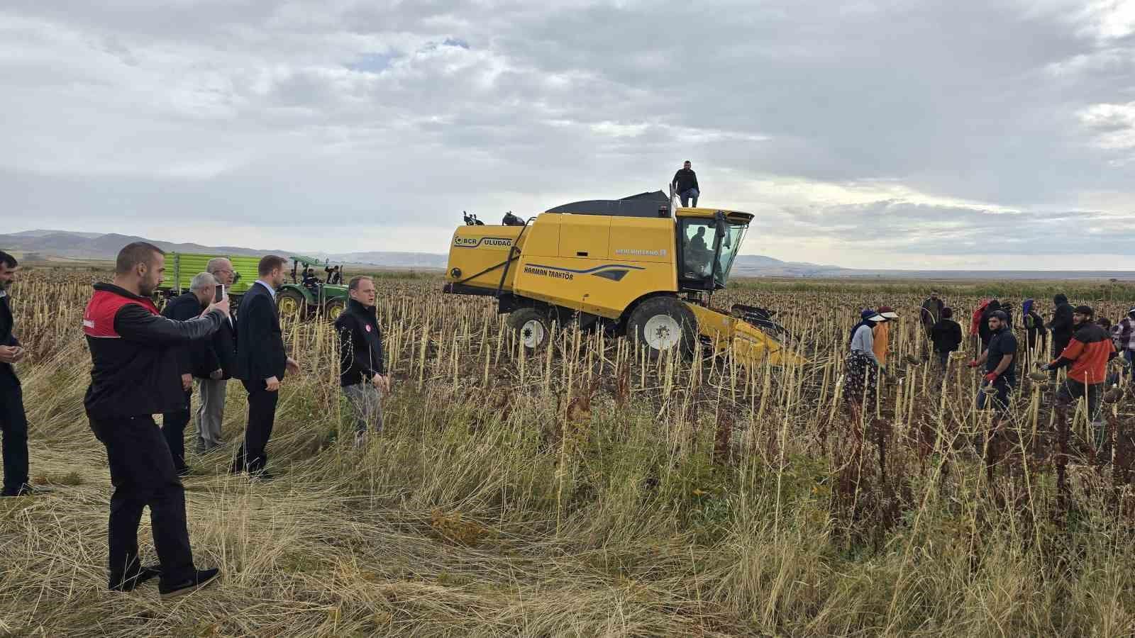 Bulanık’ta çerezlik ayçiçeği hasadı yapıldı