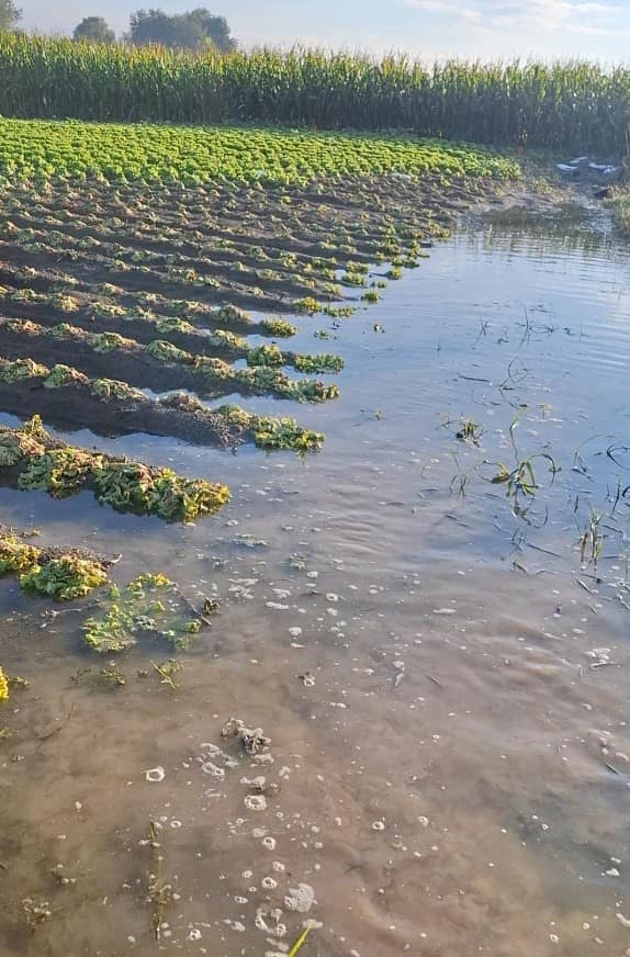 Çiftçinin emeği sular altında kaldı: "Sağlık olsun" dedi