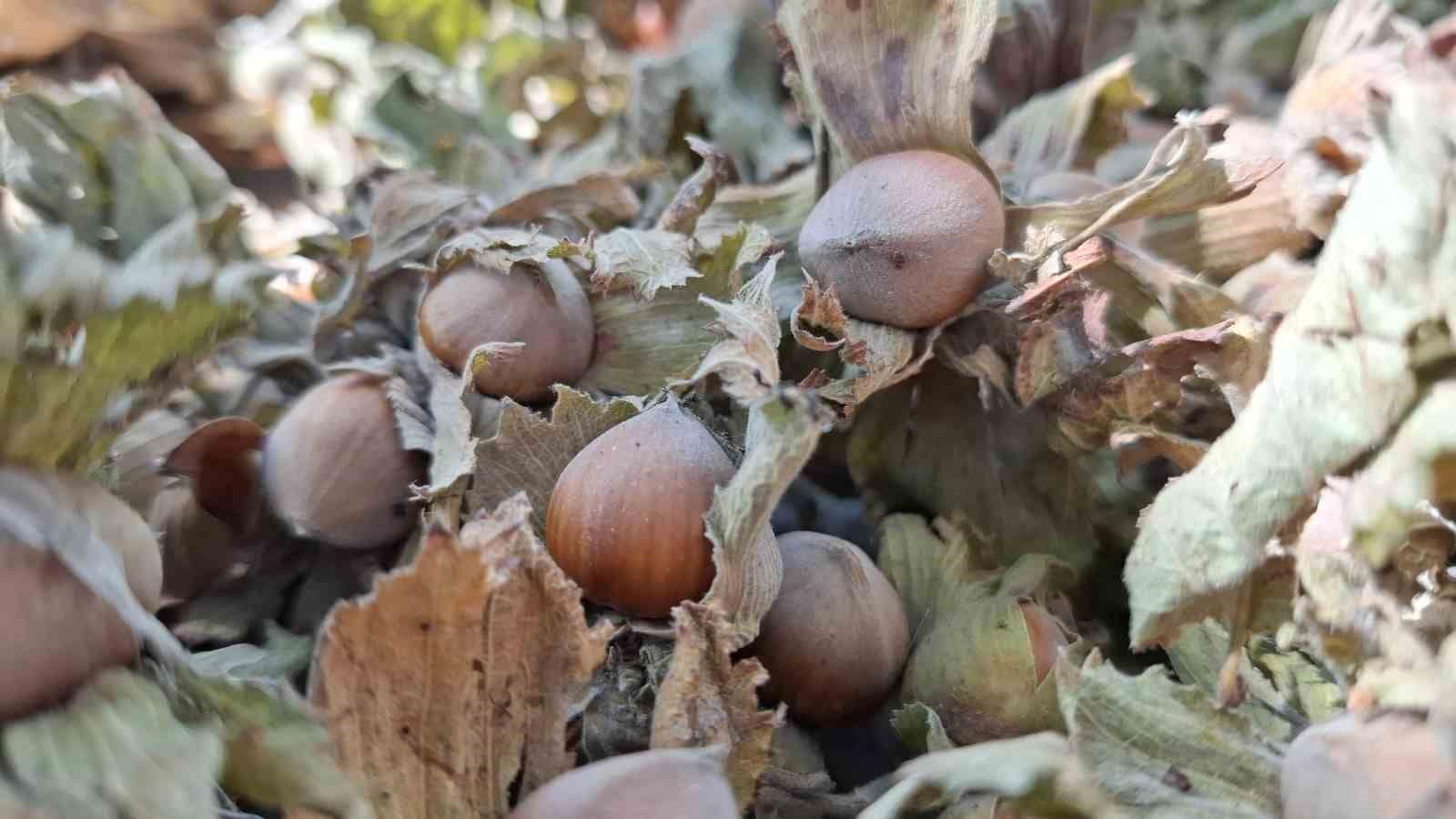Fındık ihracatı geçen yılın altında kaldı