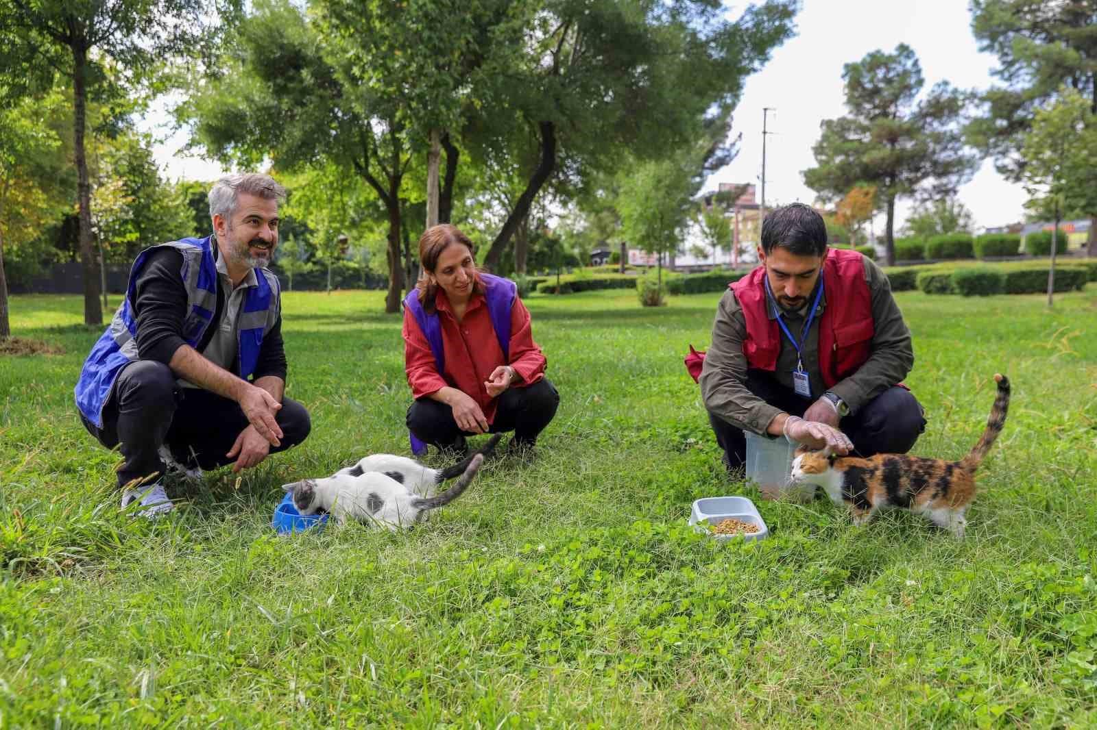 Diyarbakır’da sokak hayvanları için farkındalık çalışması