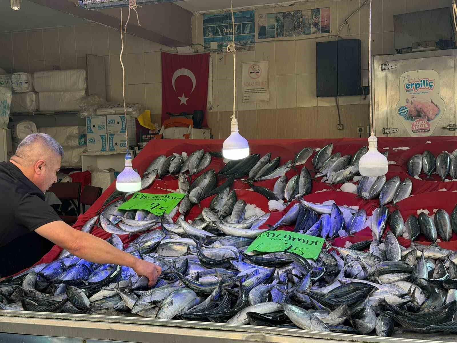 Türkeli’de palamut bereketi: Fiyatı düştü, yüzler güldü