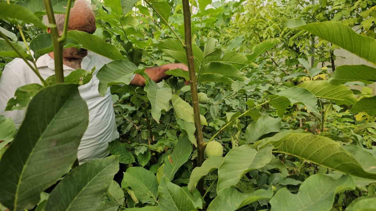 Tescilli Adilcevaz ceviz fidanları Türkiye’nin dahi dört bir yanına gönderiliyor