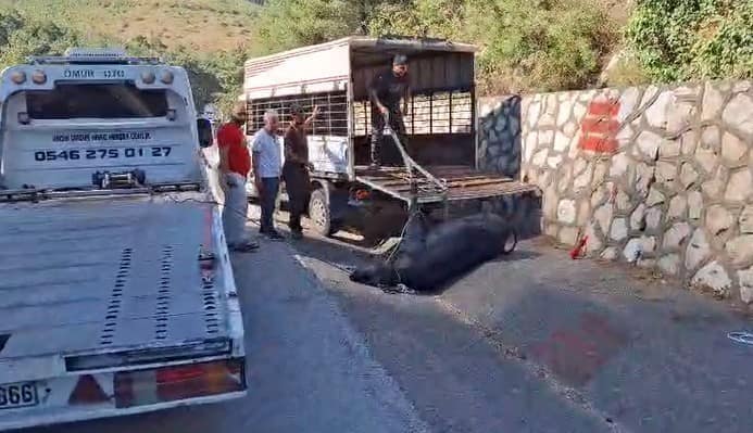 Mersin’de kamyonetten düşen büyükbaş hayvan bayıltılarak götürüldü