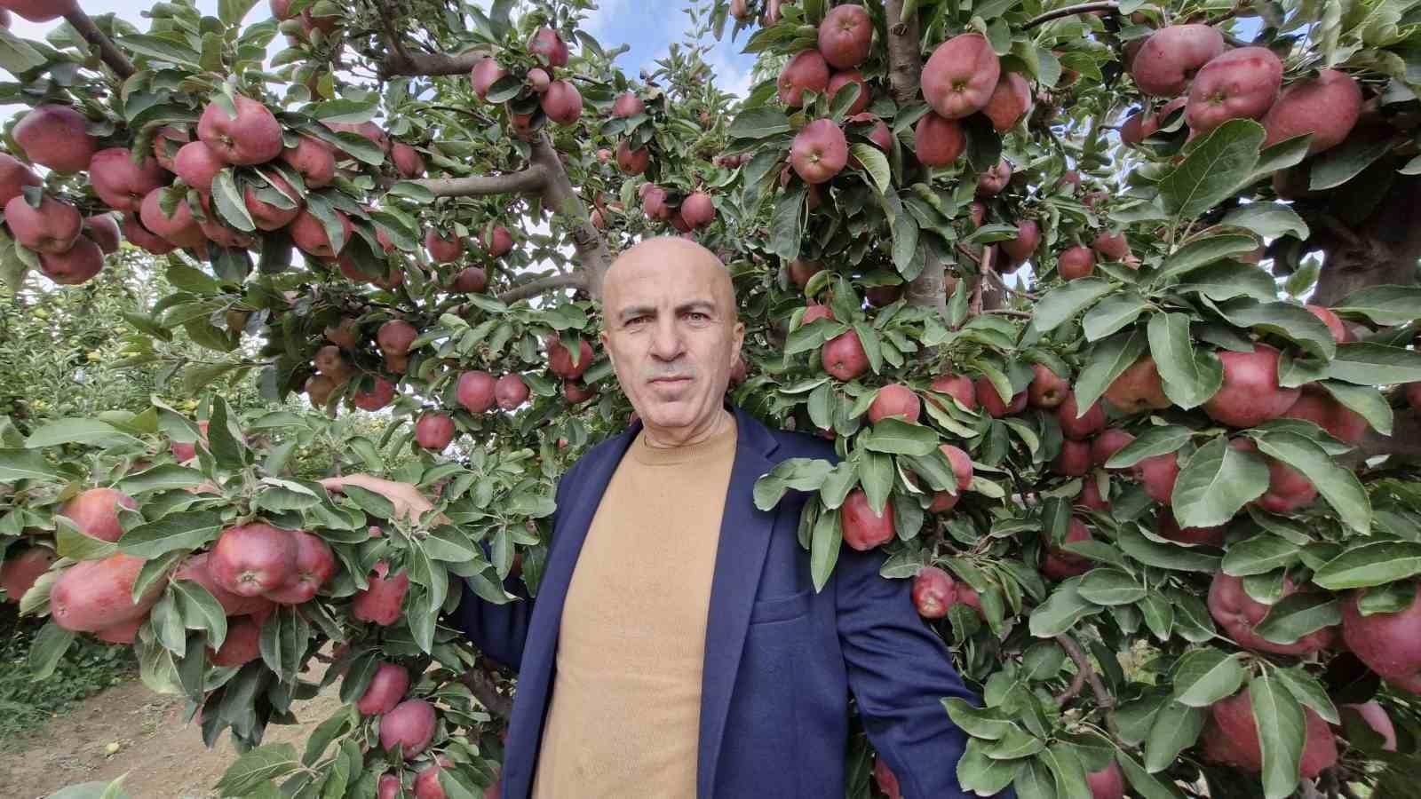 Karaman’da elmada rekolte yüksek olunca fiyatlar geriledi