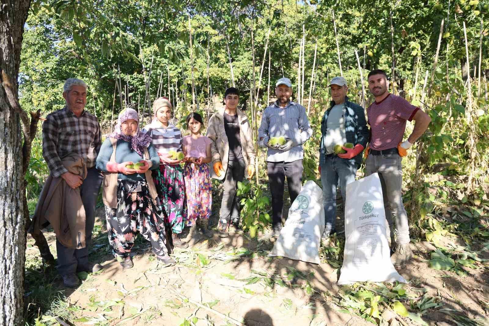 Aydın’da kestane hasadı başladı