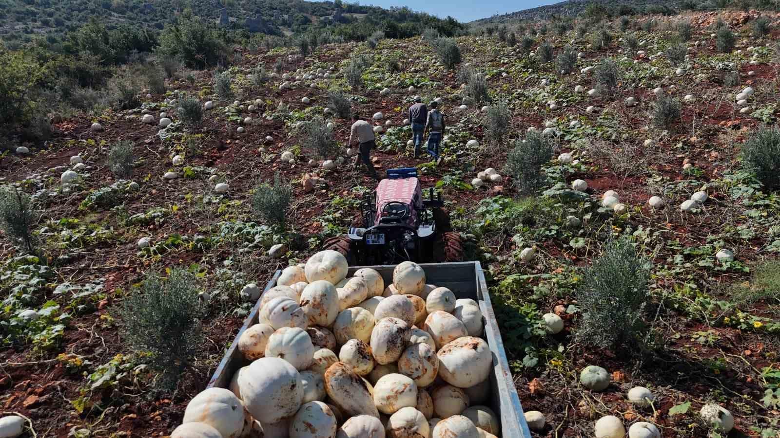 Ağırlıkları 30 kilograma ulaşan tescilli beyaz kabakta bereketli hasat başladı
