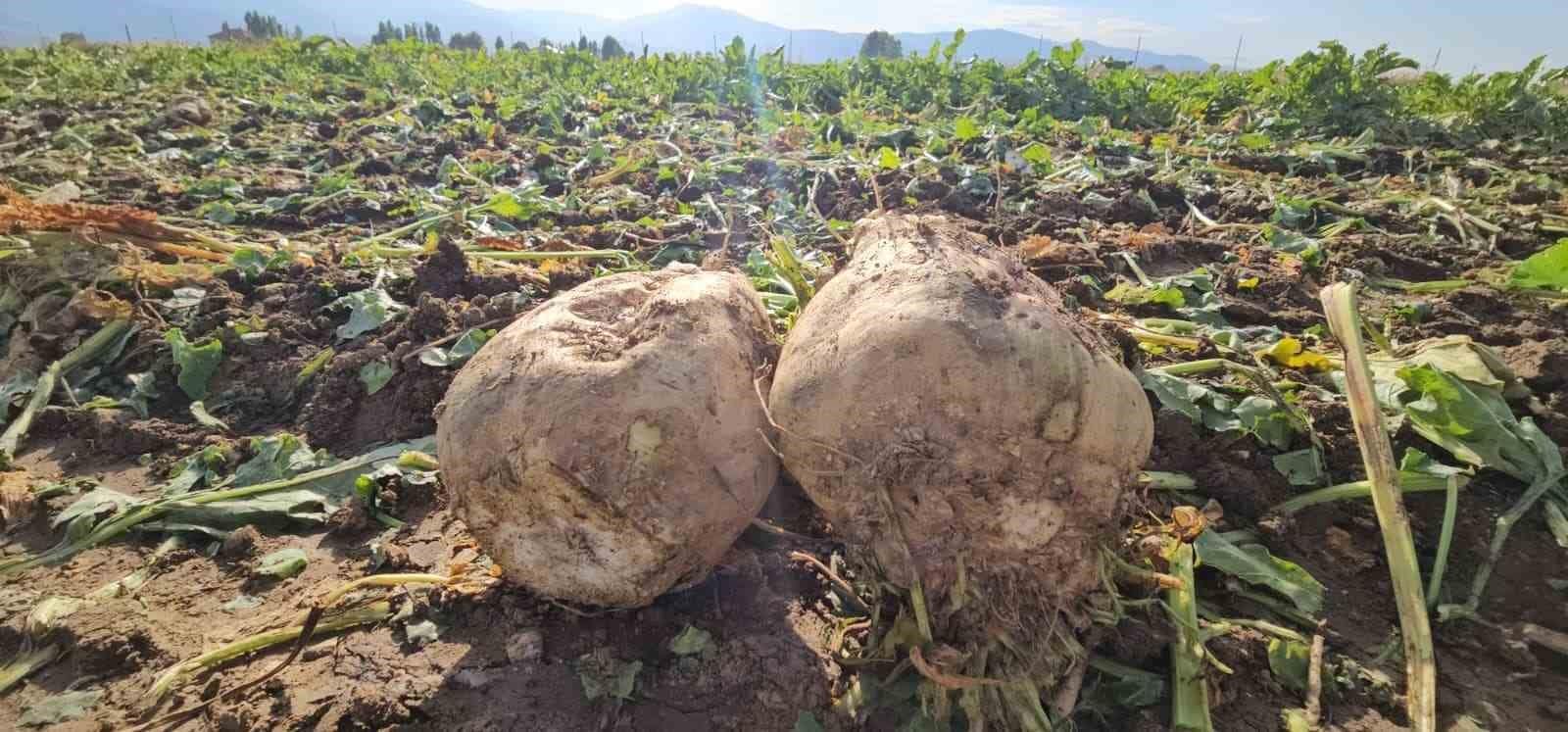 Muşlu çiftçi 220 dönüme pancar ekti, 2 bin ton ürün bekliyor