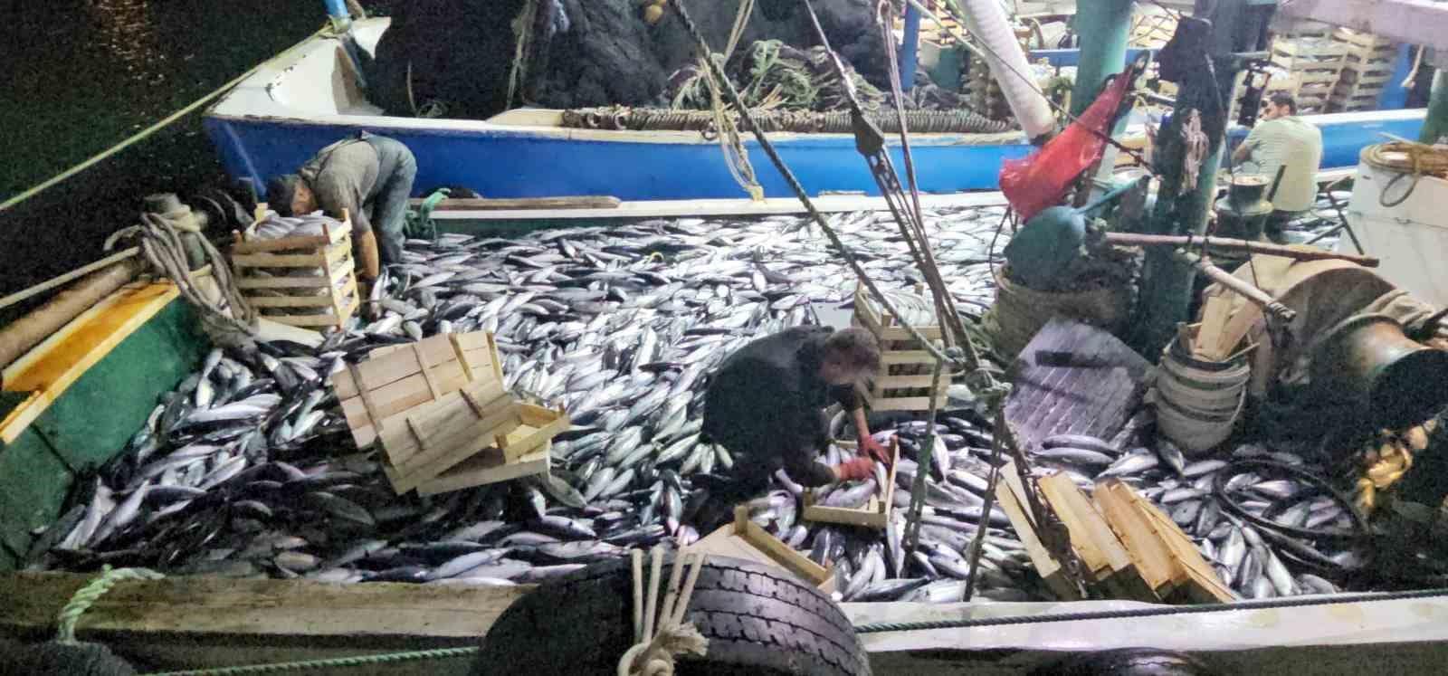 Karadeniz’e palamut bereketi sürüyor: Kasa kasa palamutla limana dönüyorlar