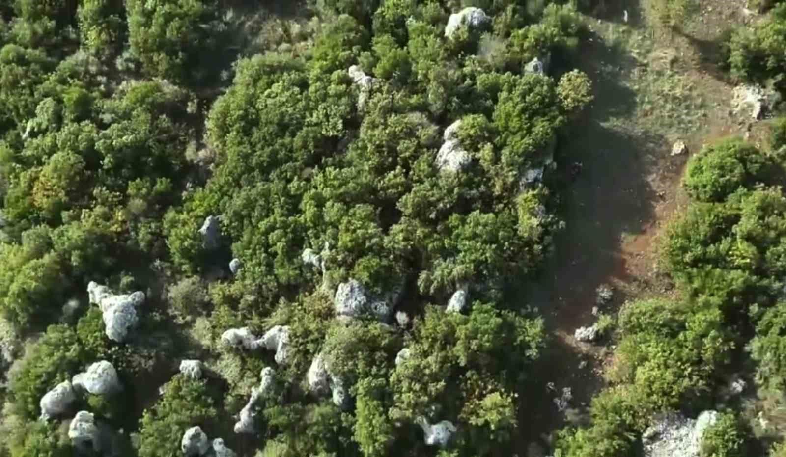 Ormanlık alandaki hazine arazisine kenevir eken şüpheli tutuklandı