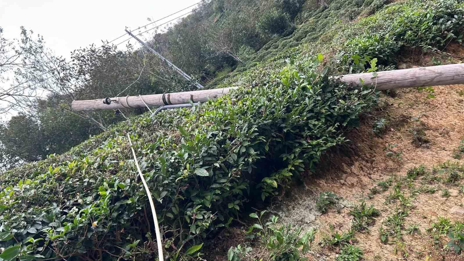 Kuvvetli rüzgâr nedeniyle devrilen ağaç evin çatısına düştü