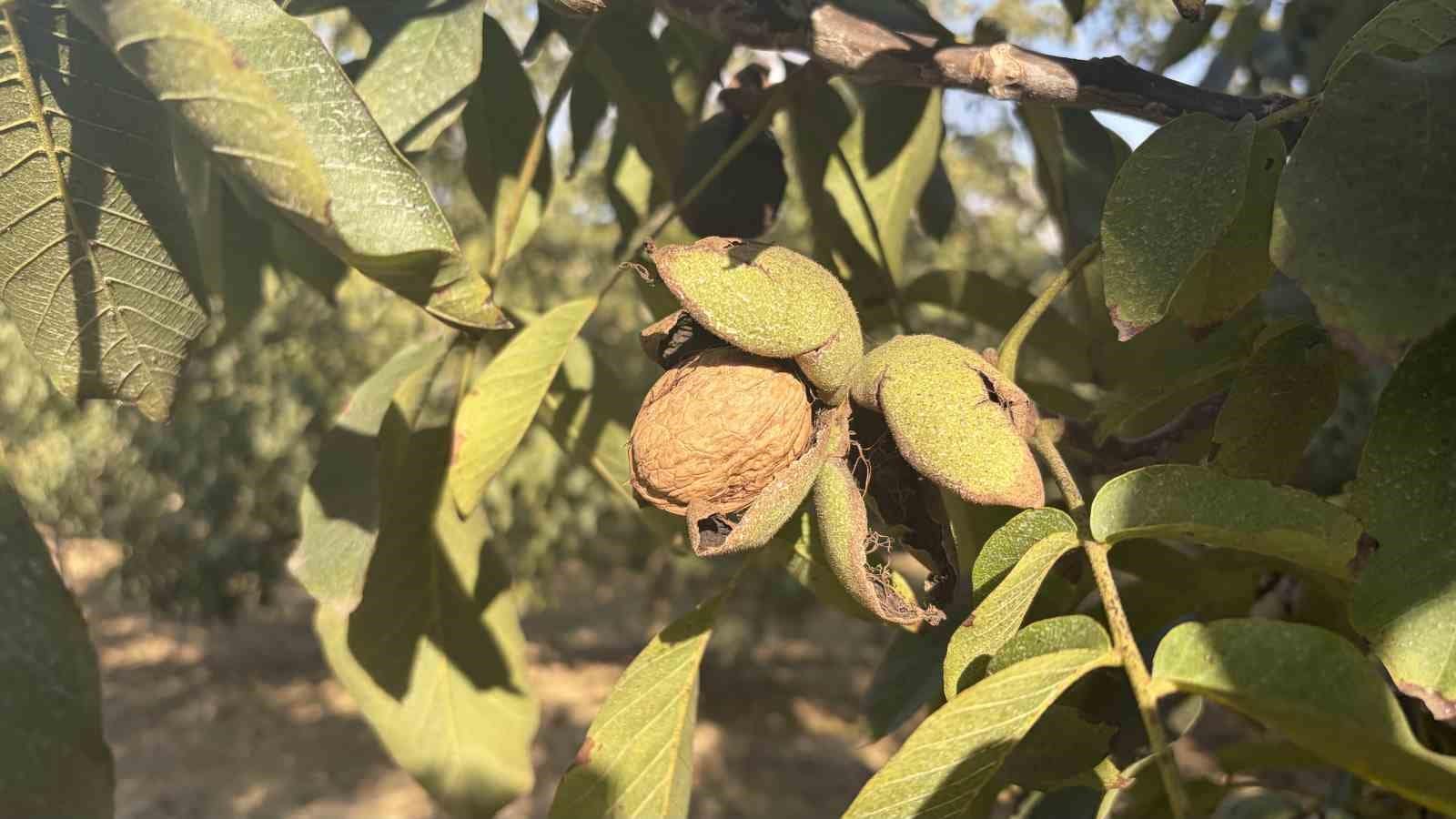 Osmaniye’de 150 dönümlük arazide 4 bin ceviz ağacında hasat başladı