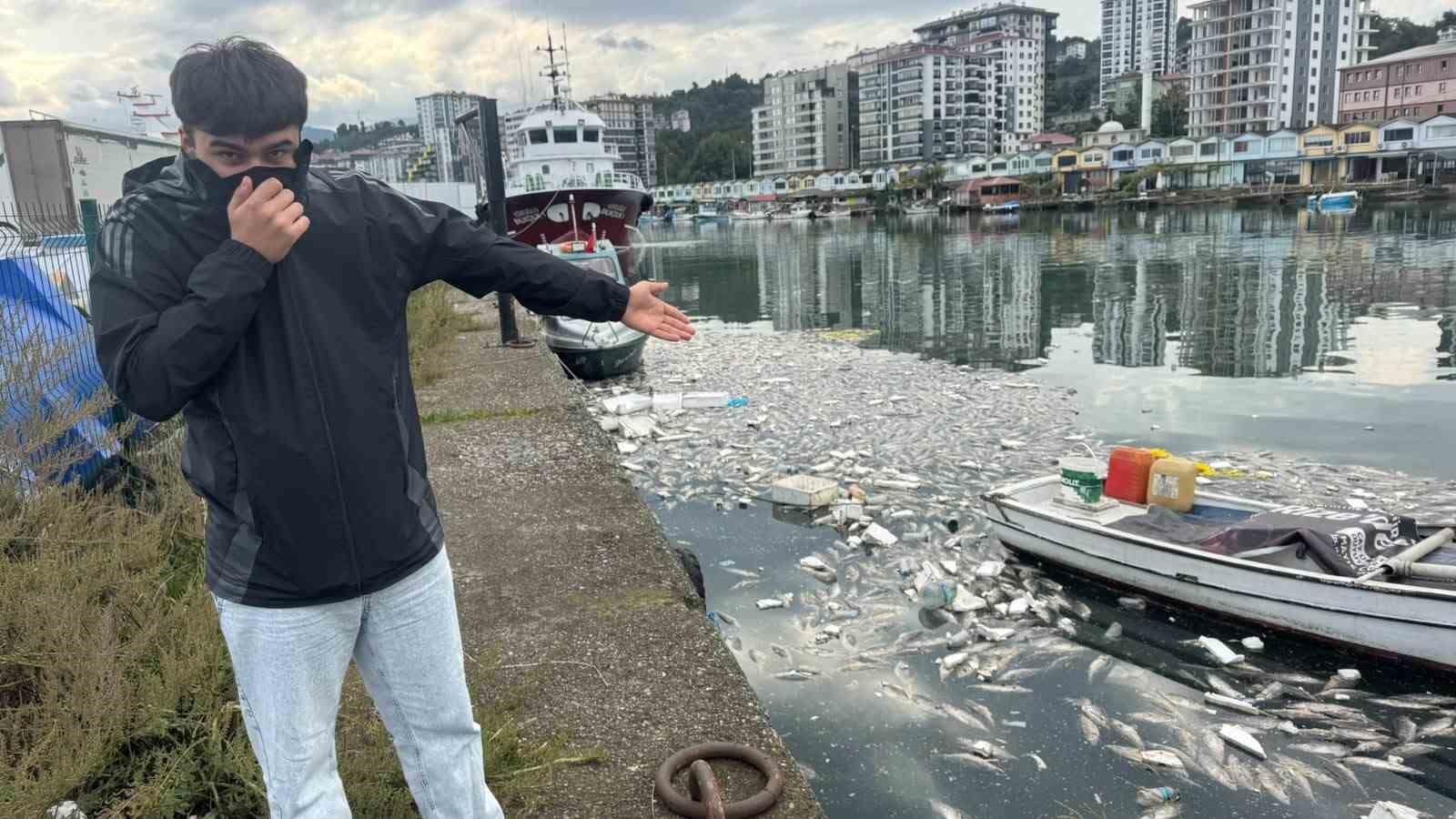 Palamut bolluğu çileye dönüştü, liman balık çöplüğüne döndü