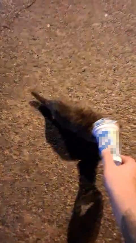 Kafasına plastik kutu sıkışan kedi, yardım için itfaiyeye gitti