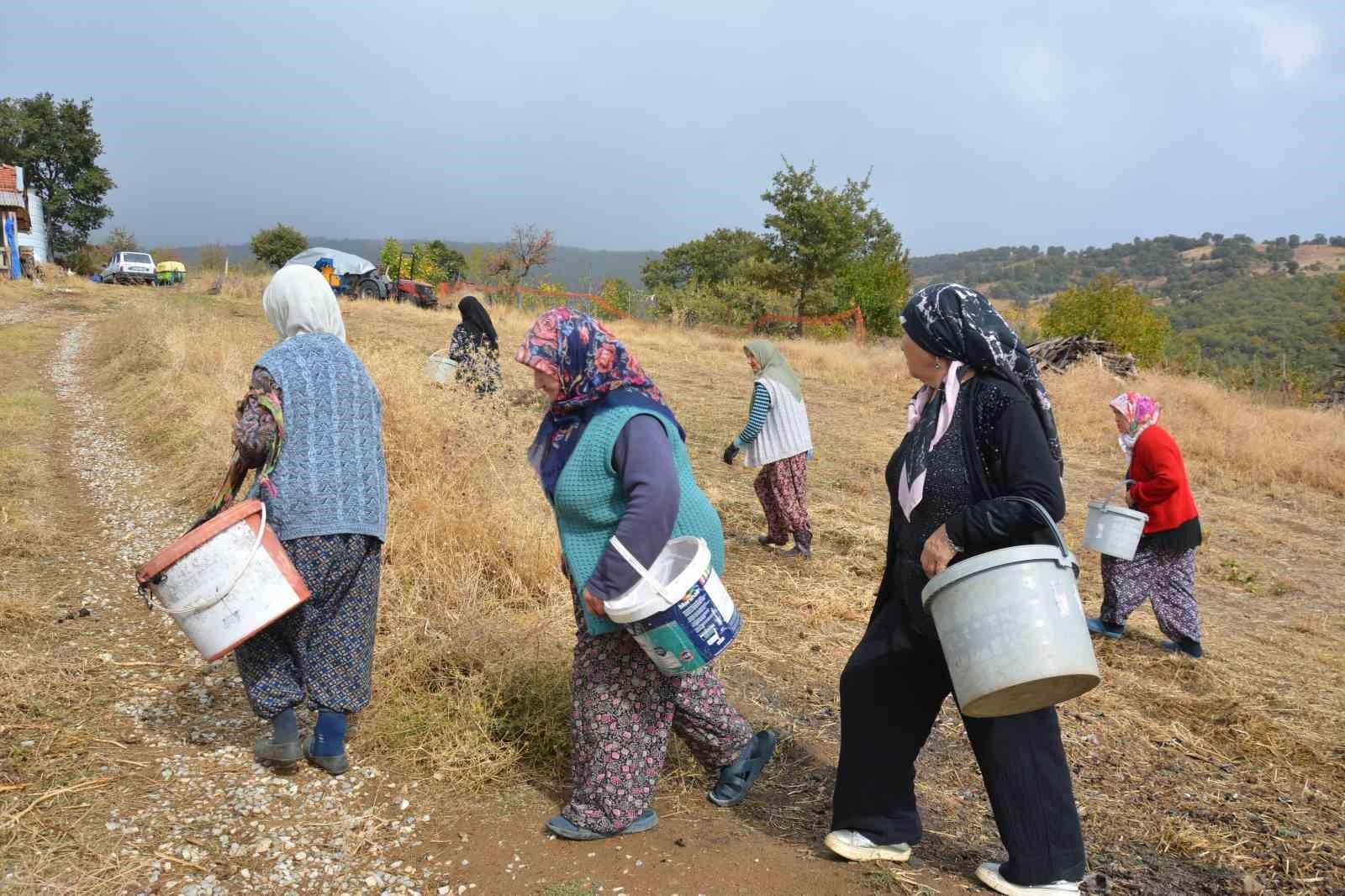 Manisa’da dağlardan toplayıp ilaç ve kozmetik devlerine satıyorlar