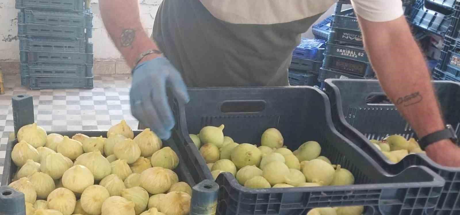 Mersin’de incir sezonu sona erdi, üreticisinin yüzü güldü