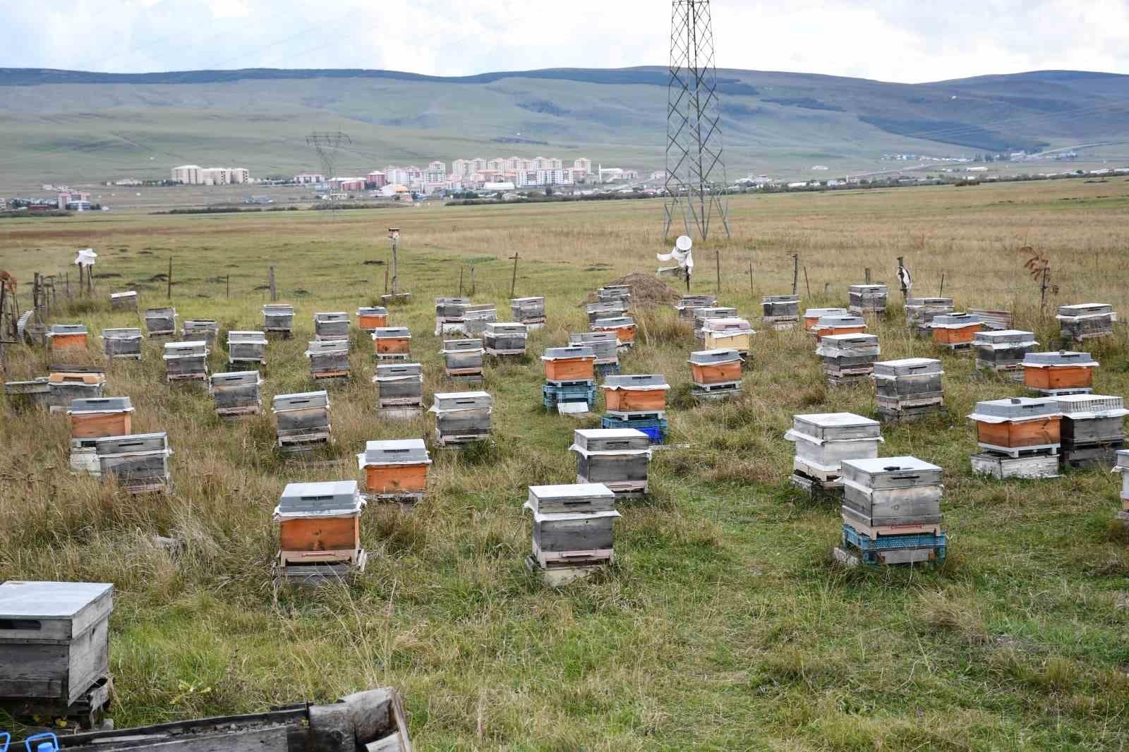 Ardahan’da bal hasadı bitti, 2027 sezonu için kış hazırlıkları başladı