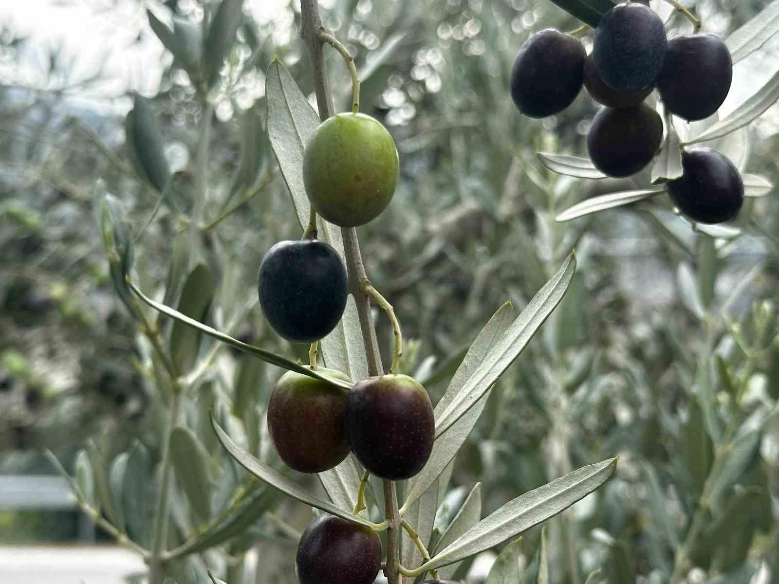 Bursa’da bu sezon 165 bin ton sofralık, 125 bin ton yağlık zeytin bekleniyor