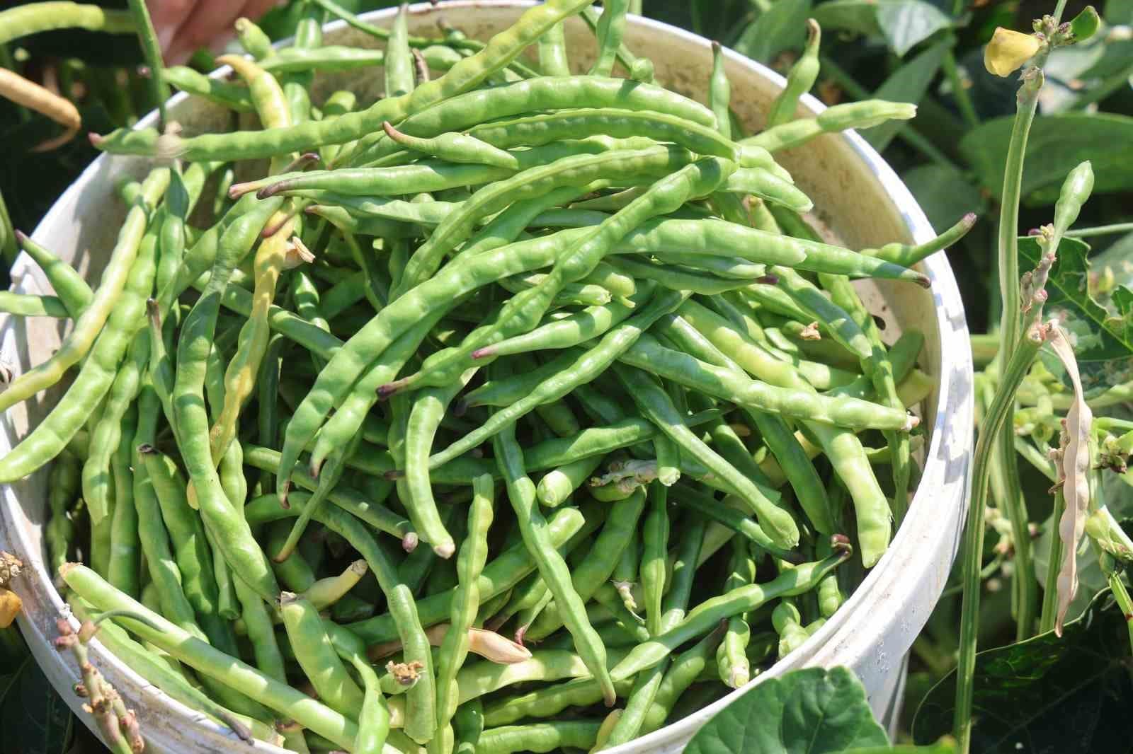 Protein ve lif bakımından zengin olan lübyede hasat başladı