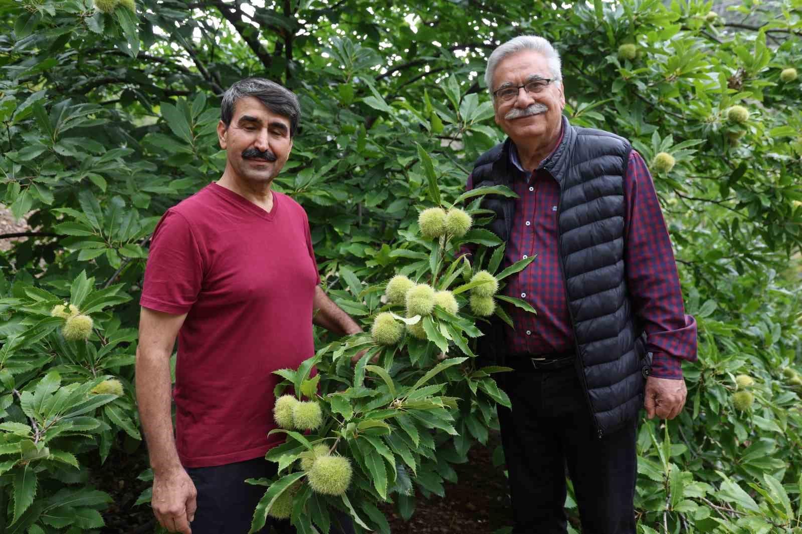 Bin 200 rakımda kestane yetiştirdi, bölge çiftçisine umut oldu