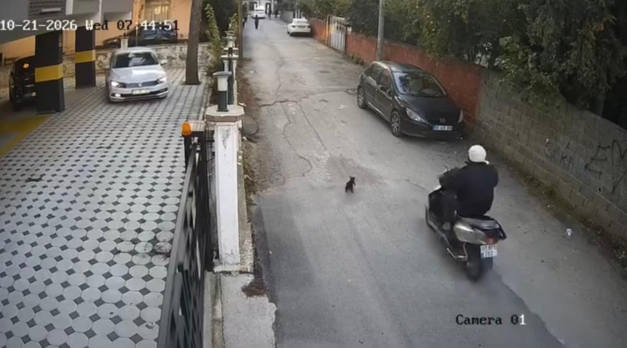Osmaniye’de motosikletin çarptığı kedi öldü