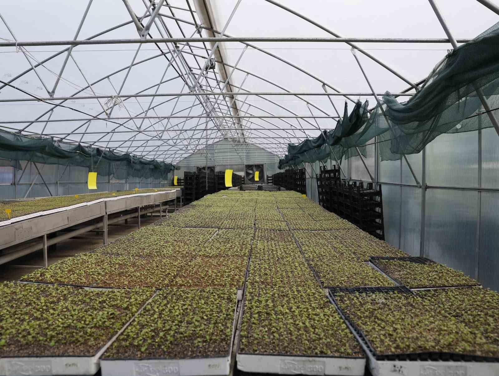 Akçaabat’ta 65 bin marul fidesi çiftçilere teslim edildi
