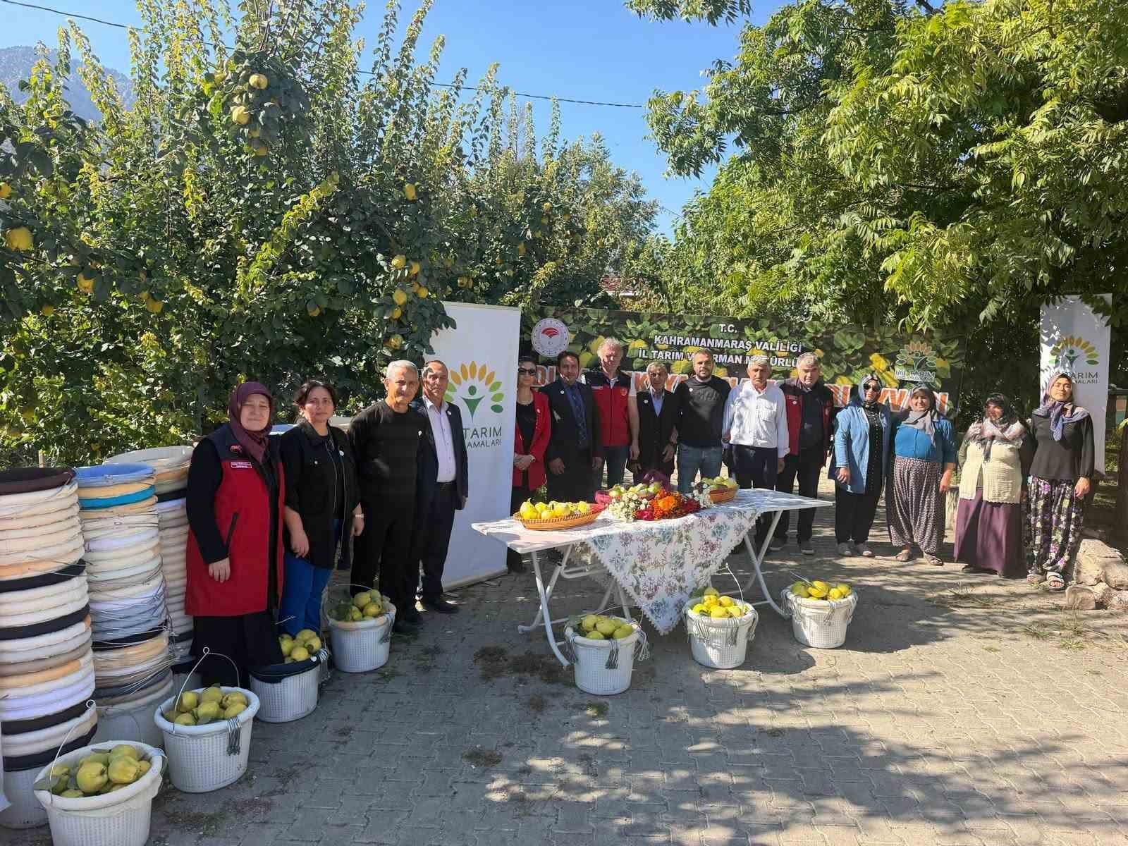 Kahramanmaraş’ta ayva üreticilerine hasat desteği