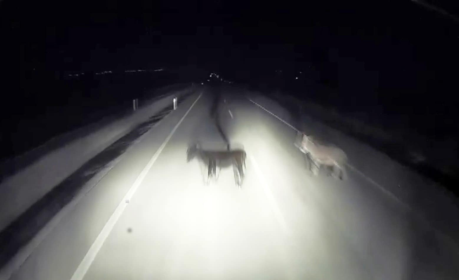 Tırın eşeklere çarpma anı kameralara yansıdı