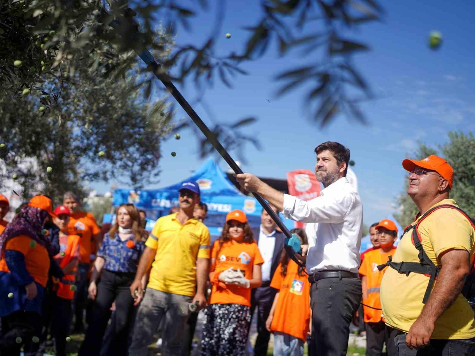 Tarsus’ta zeytinler lösemili çocuklar için toplandı