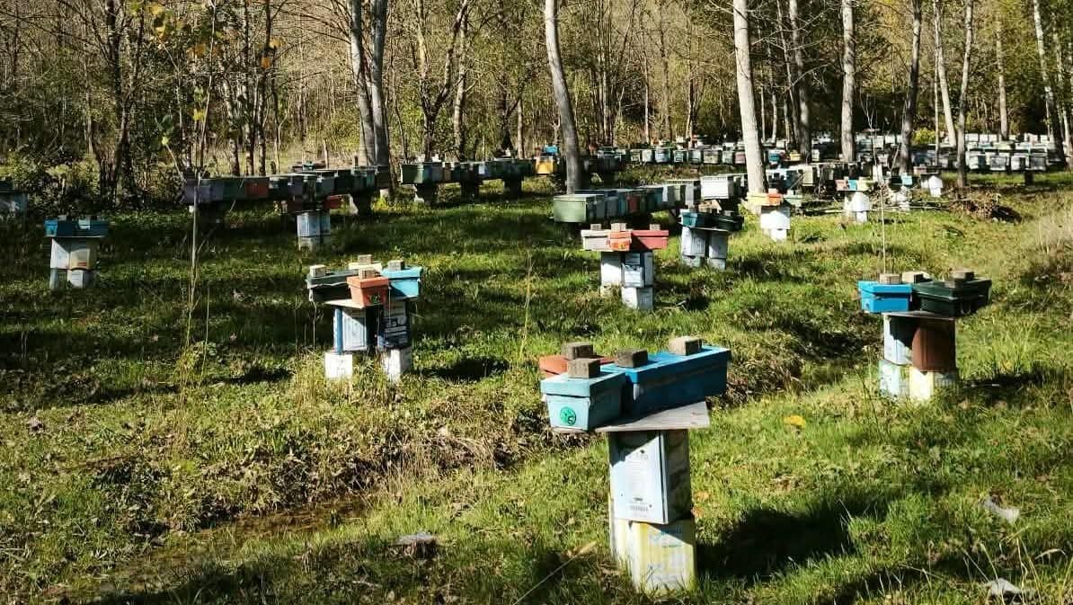 Arılı Kovan Destekleme başvurularında son 5 gün