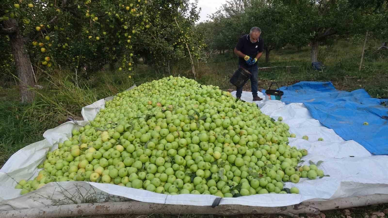 Malatya’da elmada bereketli sezon