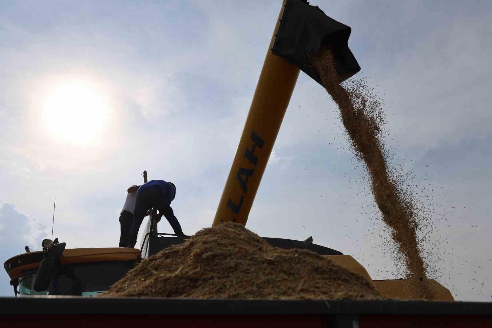 Diyarbakır’ın tescilli Karacadağ pirinci hem biçerdöverle hem de imece usulü biçiliyor