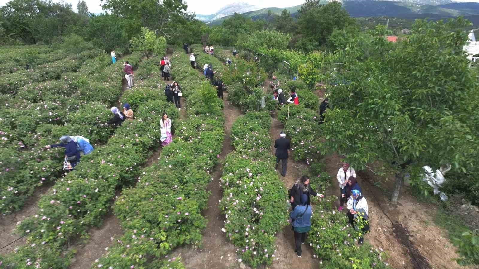 Gül çiçeği taban fiyatı 95 lira olarak belirlendi