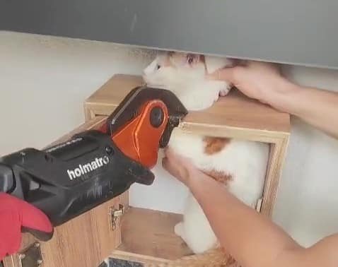 Malatya’da posta kutusuna sıkışan kedi kurtarıldı