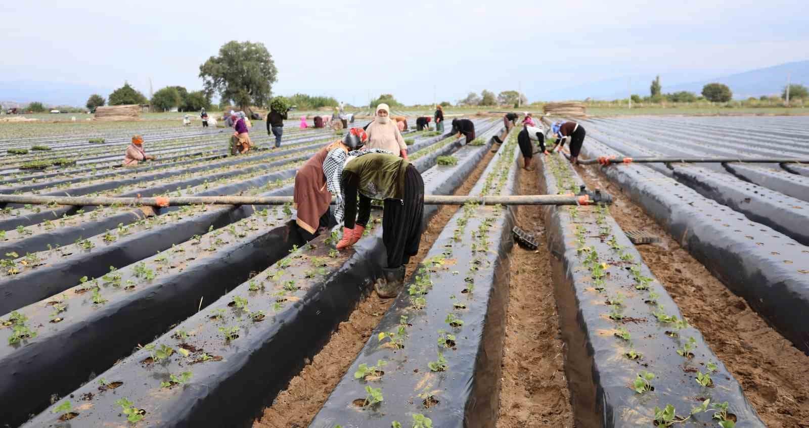 Aydın’da çilek üreticisi yeni sezon dikimlerine başladı