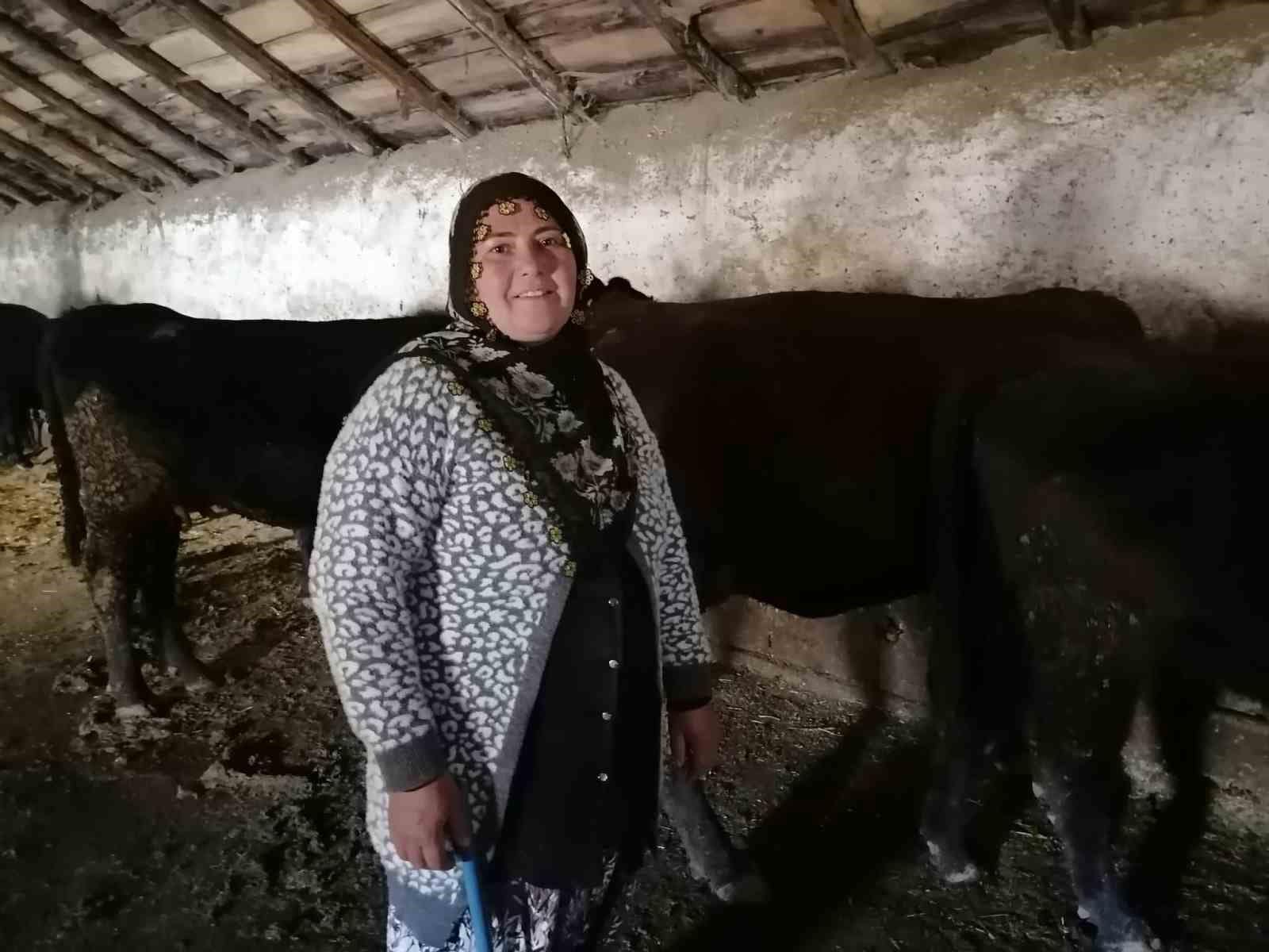 Erzurum’un Hınıs ilçesinde "kırsalda bereket" projesi ile ilk buzağılar doğdu