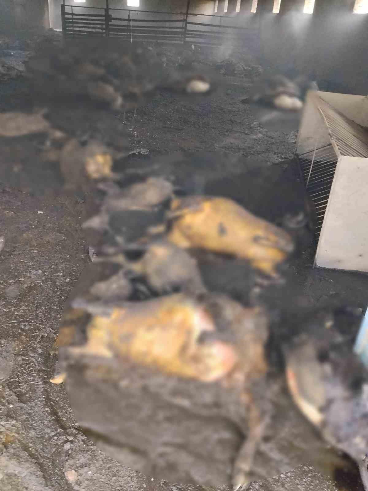 Tunceli’de ahır yangınında 200 küçükbaş hayvan telef oldu