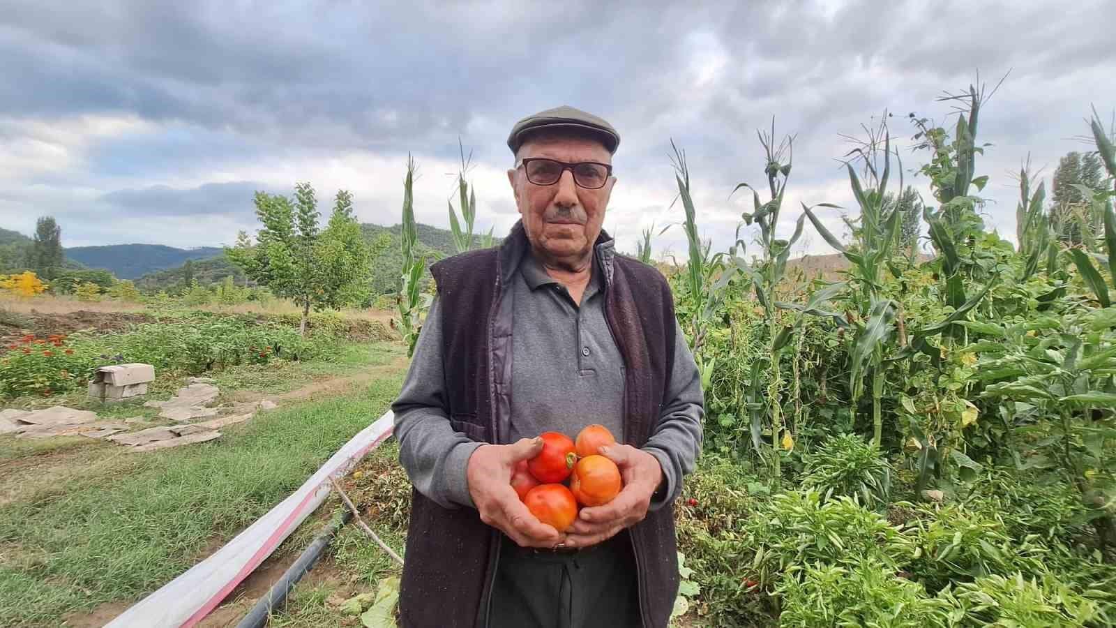 Dededen kalan domates tohumunu geleceğe taşıyor