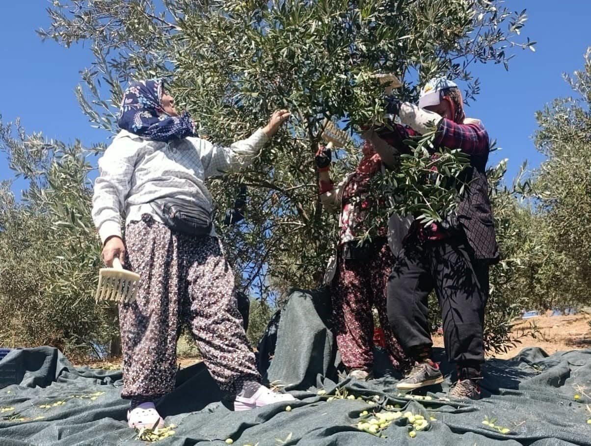Coğrafi işaretli Domat zeytininde hasat başladı