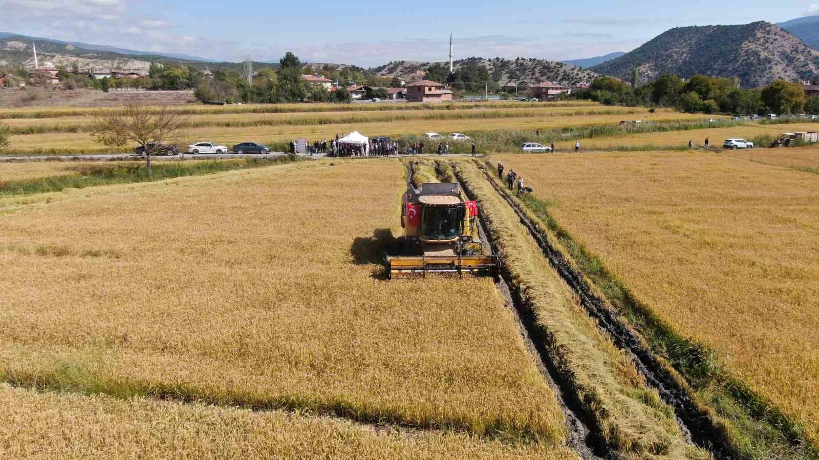 Coğrafi işaretli Tosya pirincinde hasat başladı