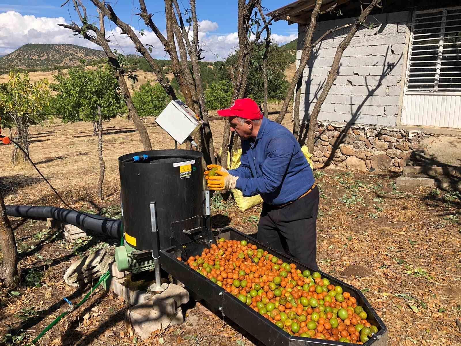 Bingöl’de ceviz hasadı başladı: 150 dönümden 6 ton ürün