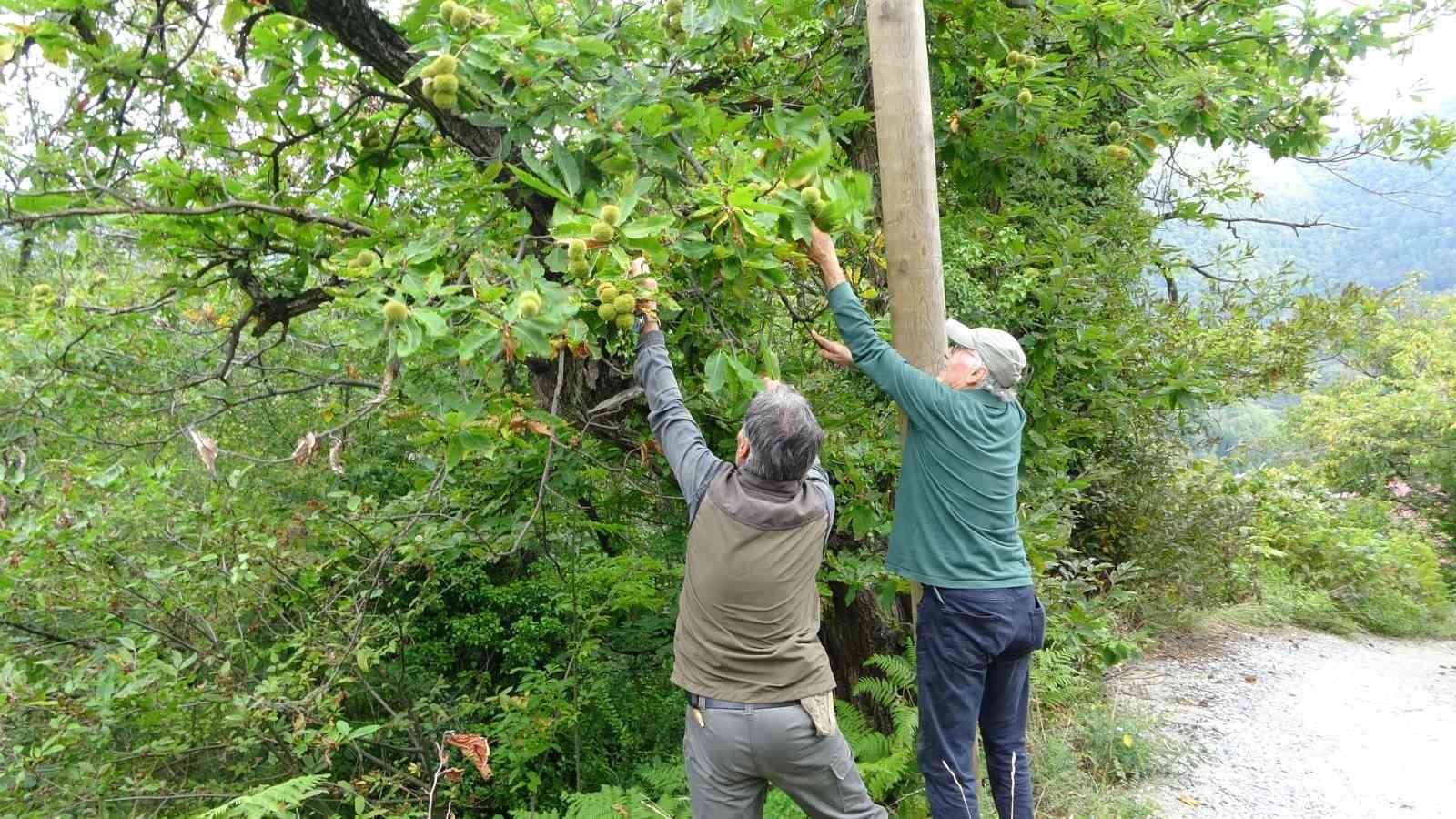 Kastamonu’da kestane vatandaşların yüzünü güldürüyor: Ormanlardan toplanıyor, 350 liraya kadar alıcı buluyor