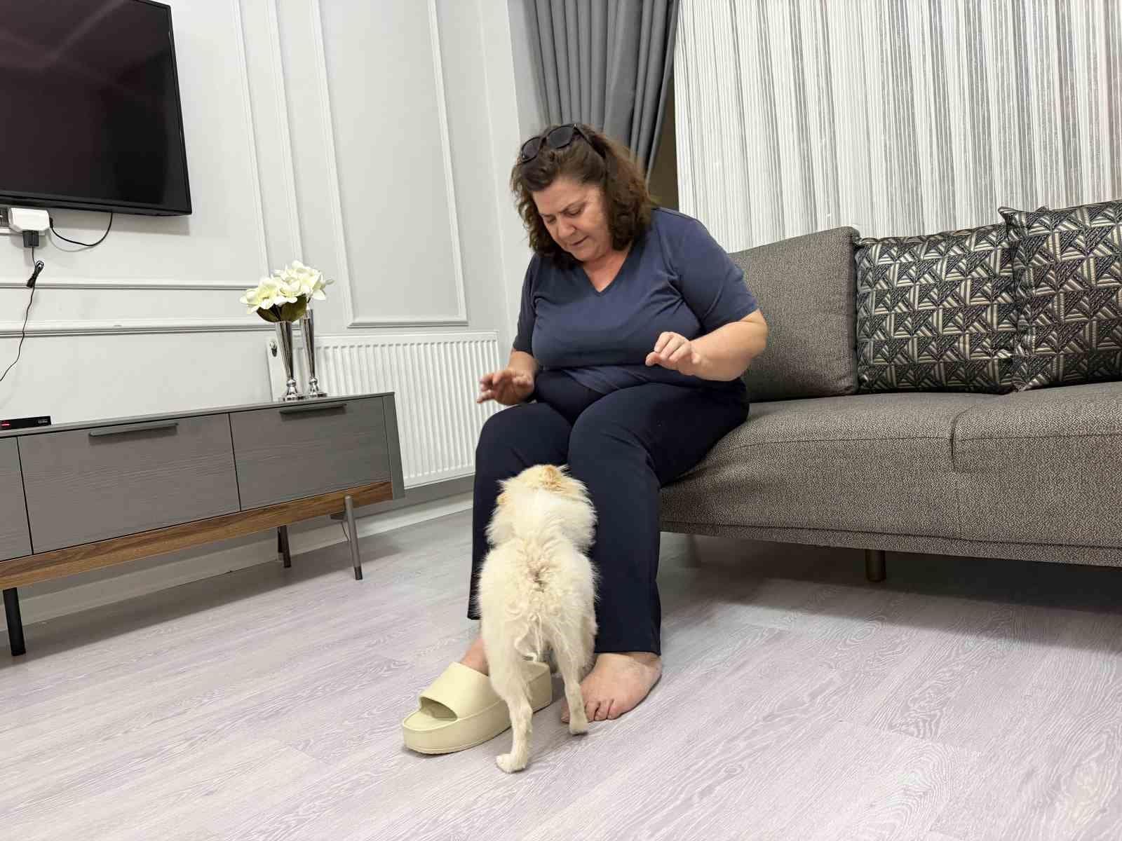 Aydın’dan alınan köpek Mardinli ailenin kabusu oldu