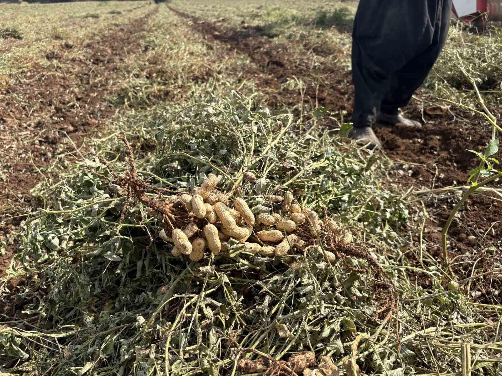 Yer fıstığının başkenti Osmaniye’de verim yüz güldürdü