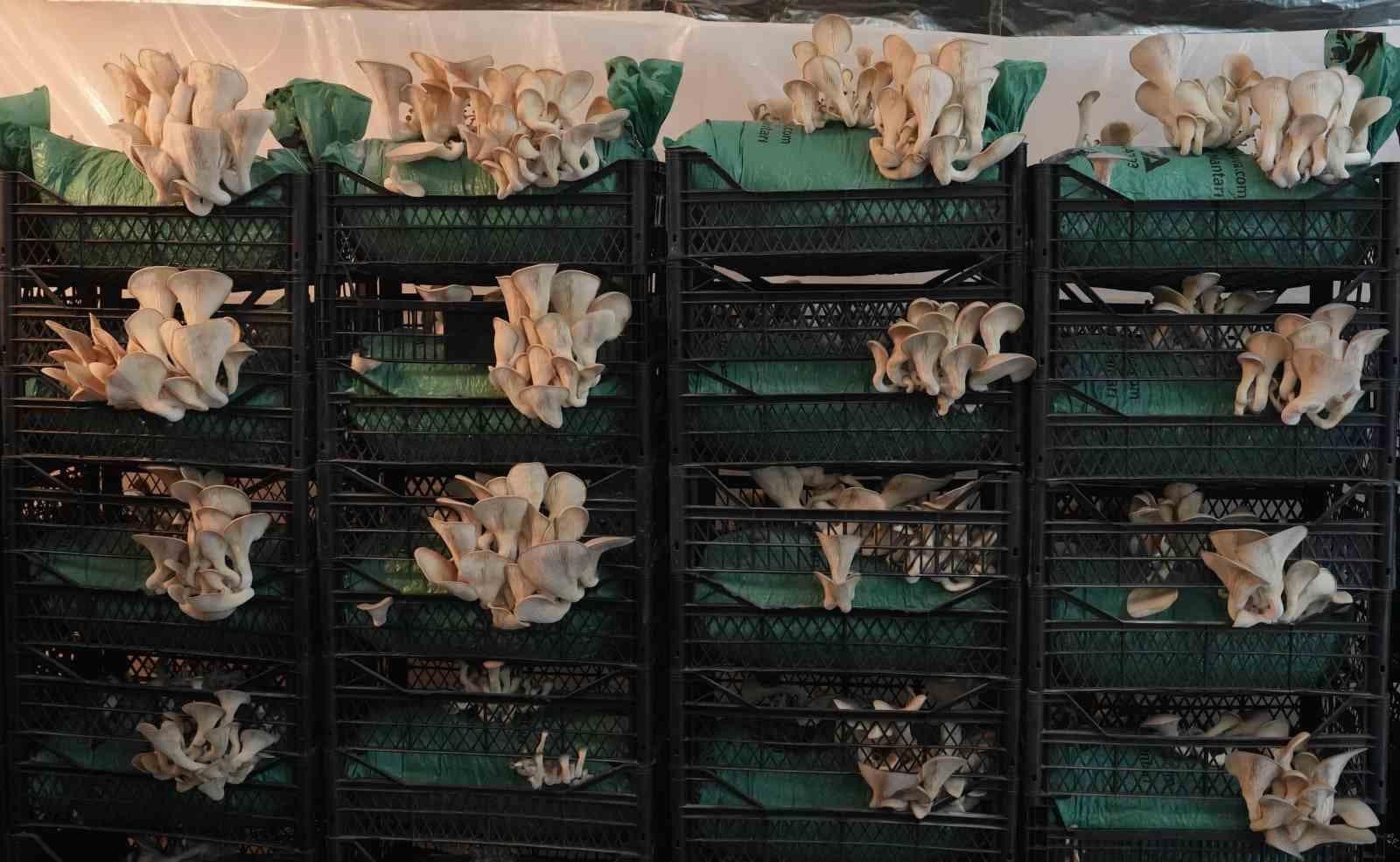 Tadını merak ettikleri istiridye mantarını yetiştirmeye başladılar: Bakan Yumaklı’dan destek bekliyorlar