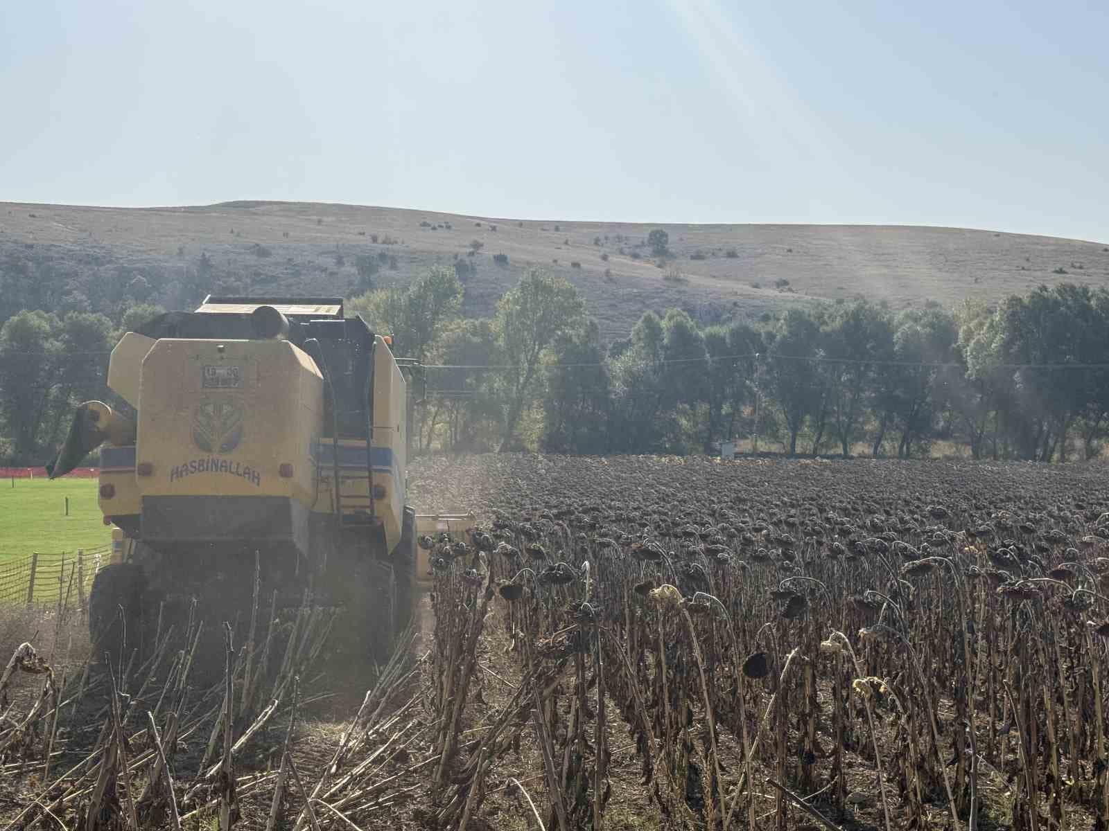 Çorum Belediyesinin atıl arazide yetiştirdiği ayçiçek hasat edildi