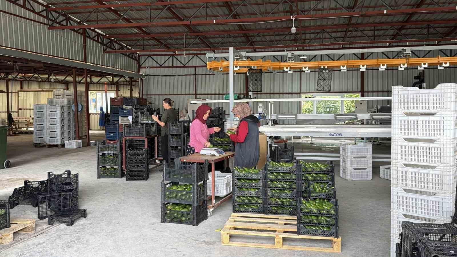 Gazipaşa avokadosu Gürcistan yolcusu