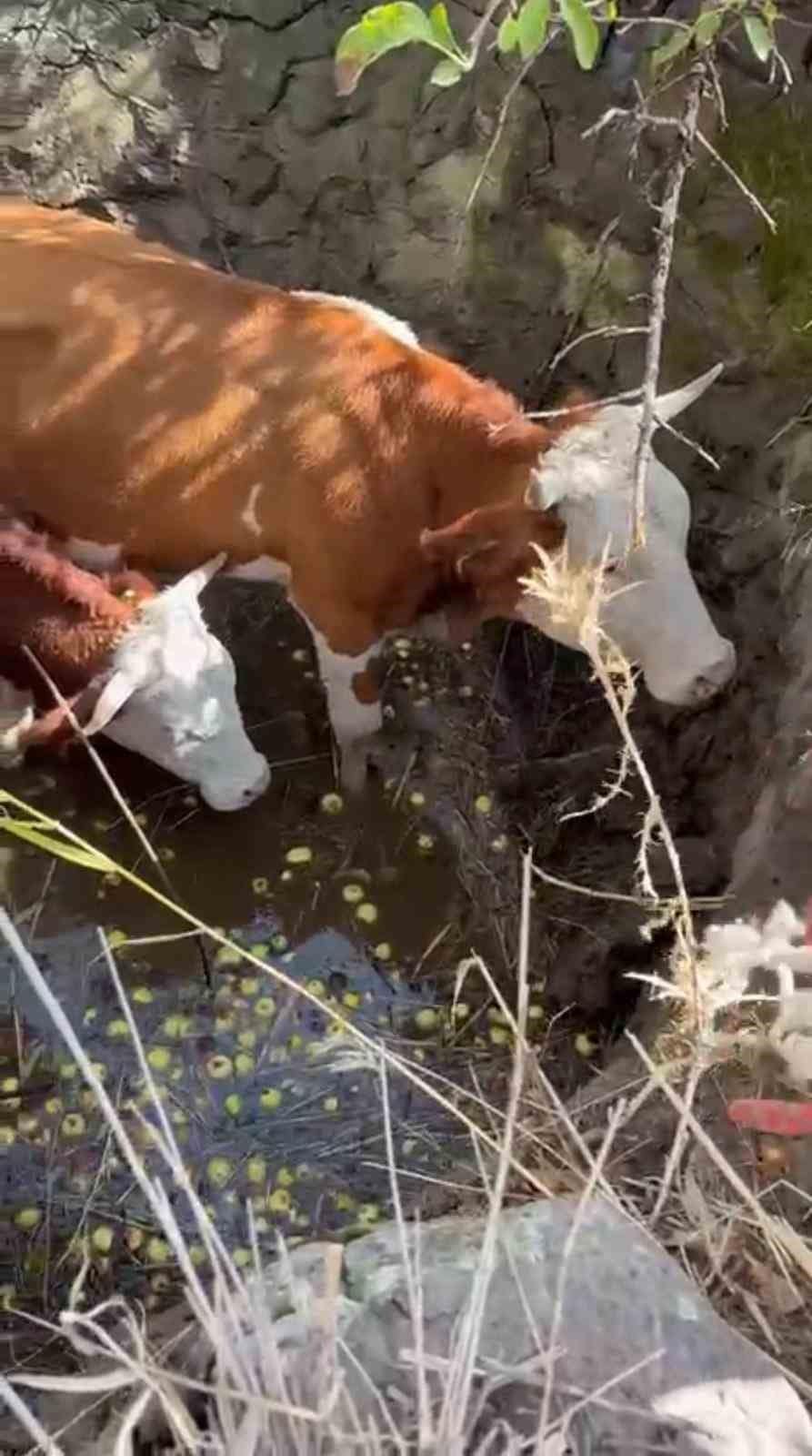 Bingöl’de çukura düşen 2 inek kepçeyle kurtarıldı